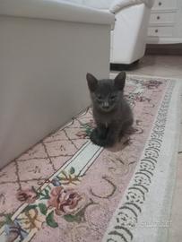 Gattini