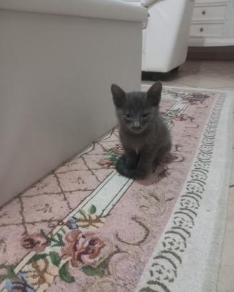Gattini