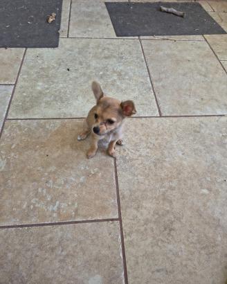 Pinscher mini toy