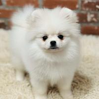 Pomerania femminuccia