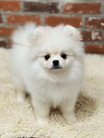 Pomerania femminuccia