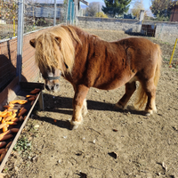 PONY Shetland