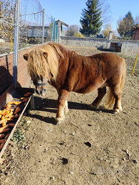 PONY Shetland