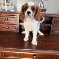 Cavalier King Charles Spaniel