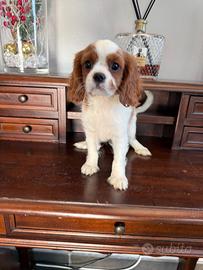 Cavalier King Charles Spaniel