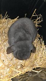 Coniglietto nano adulto