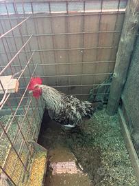 Marans argento