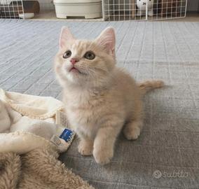 Gatto Scottish crema