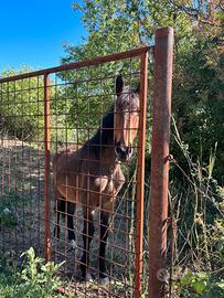 Cavallo