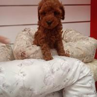 Barboncino toy femmina