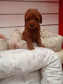 Barboncino toy femmina