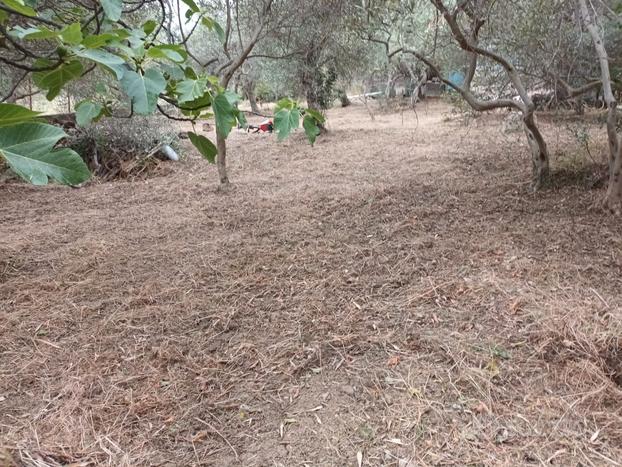 Terreno agricolo zona Inserra - Cruillas Palermo