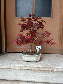 Bonsai acero rosso palmato deshojo - Giardino e Fai da te In vendita a Roma