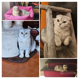 Maschio Scottish Straight x monta