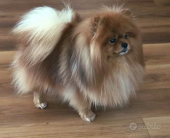 Il mio Spitz desidera cagnolina per accoppiamento