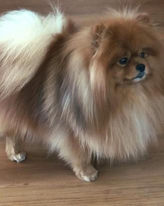 Il mio Spitz desidera cagnolina per accoppiamento