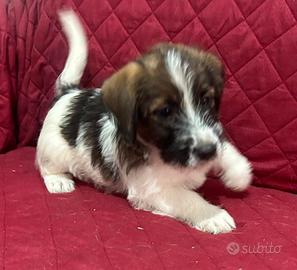 Jack russell broken