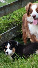 Australian shepherd