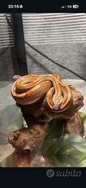 Serpente del grano