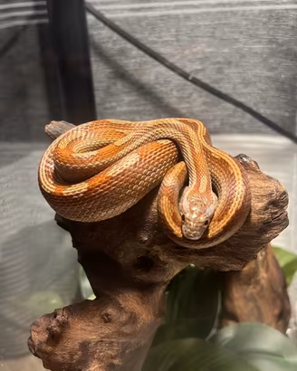 Serpente del grano