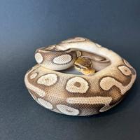 Ball Python
