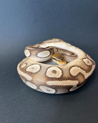 Pitoni Reali vari morph