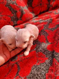 Cuccioli maltesi toy