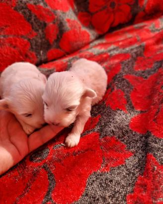 Cuccioli maltesi toy