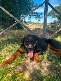 Rottweiler di 6 mesi di nome Atena