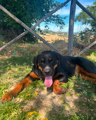 Rottweiler di 6 mesi di nome Atena