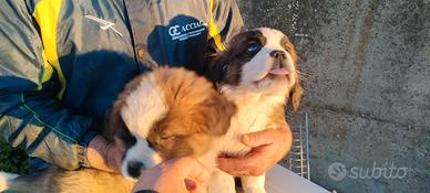 Cuccioli di San Bernardo a pelo lungo