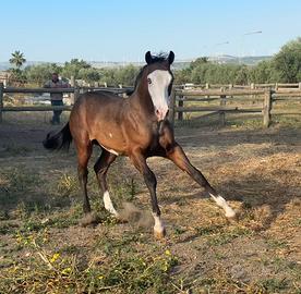 Cavalli puledro Paint maschio