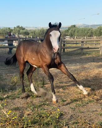 Cavalli puledro Paint maschio