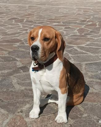 Splendido Beagle con Pedigree per Monta