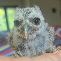 Ultimo pullo assiolo faccia bianca