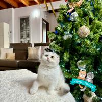 Scottish Fold British Shorthair Cuccioli