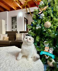 Scottish Fold British Shorthair Cuccioli