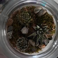 Terrarium ecosystem