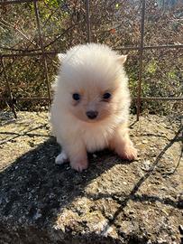 Spitz Pomerania mini toy