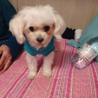 Maltesino per accoppiamento