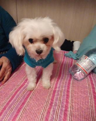 Maltesino per accoppiamento