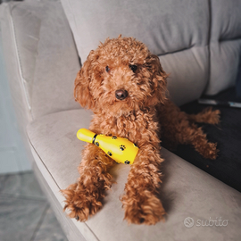 Barboncino toy red maschio