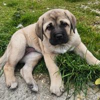 Cucciolo di cane femmina