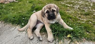 Cucciolo di cane femmina
