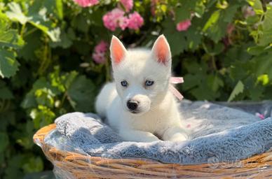 Siberian husky con pedigree ENCI