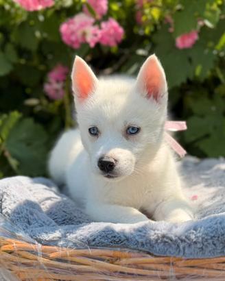 Siberian husky con pedigree ENCI