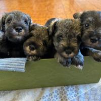 Schnauzer nani pepe e sale