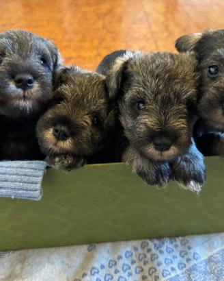 Schnauzer nani pepe e sale