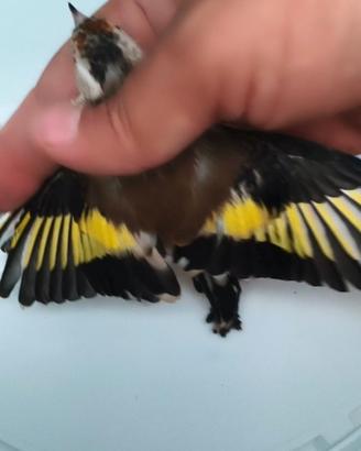 Cardellino opali