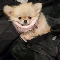 Chihuahua pelo lungo maschio